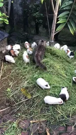 Cat with guinea pigs
