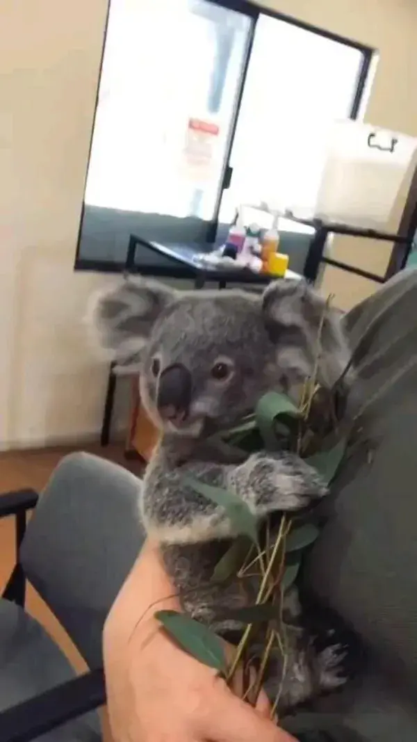 koala