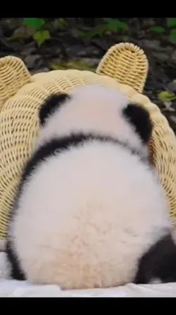 panda baby