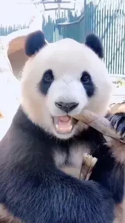 Panda 🐼 🐼 🐼