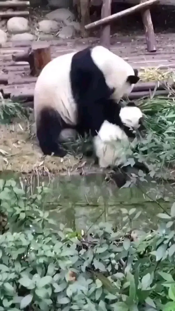 panda