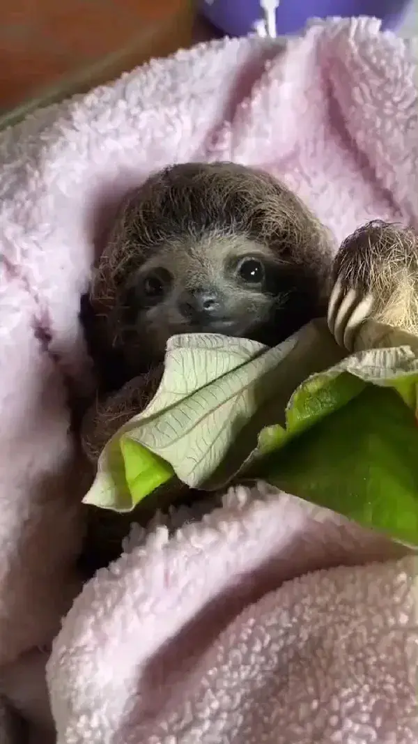 baby sloth!❤