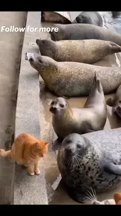 cat seals