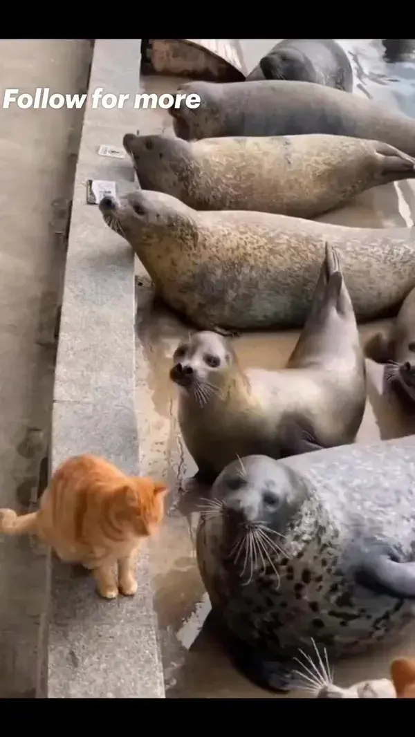 cat seals