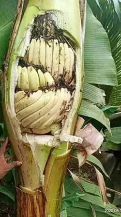 banana growing in nature