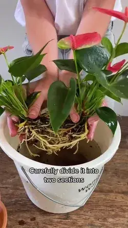 How to propagate Anthurium plant video
