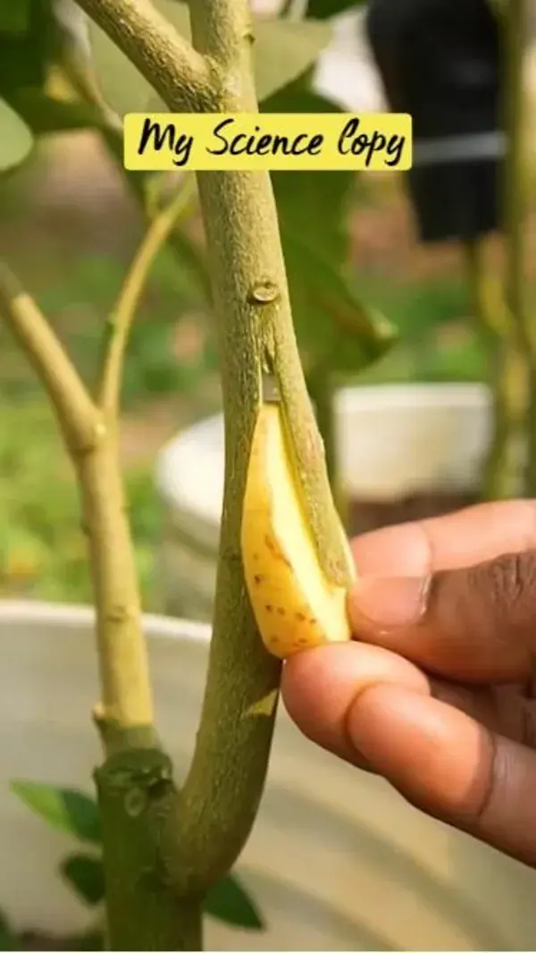 Can a Lemon Tree be Propagated,