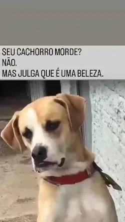 MEU CACHORRO JULGA AS PESSOAS  KKK