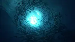 Big Eye Jackfish Circling the Stock Footage Video