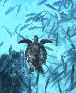 Just another beautiful underwater scene