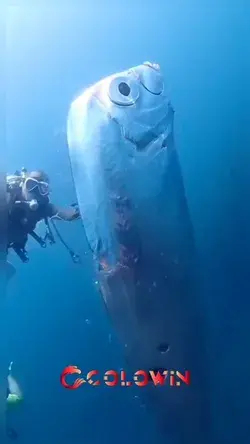 The myth of the Oarfish Fish