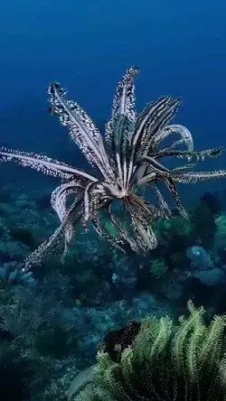 ❗️At first glance, feather stars look like plants. They have branching appendages that billow out fr