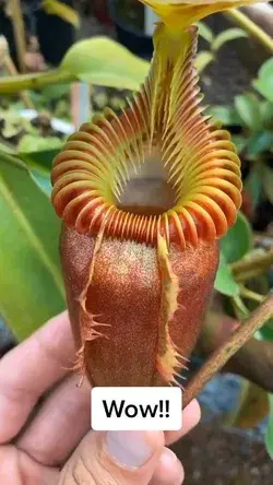 Incredible looking plant! 🌱