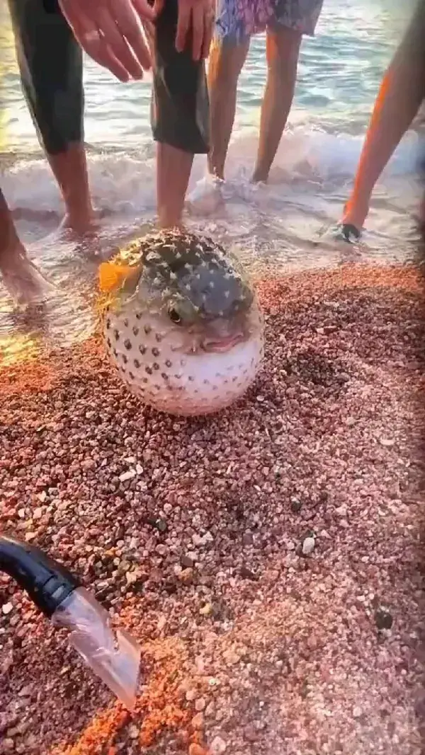 Beautiful Sea Creature Video