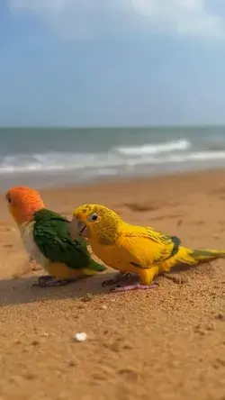 White bellied Caique