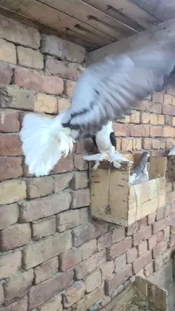 Blue sherazi pigeon slow motion flight