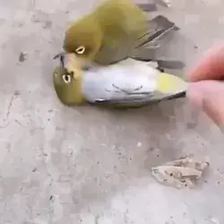 Bird Love