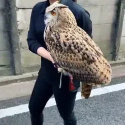 Adorable 😍😍🦉