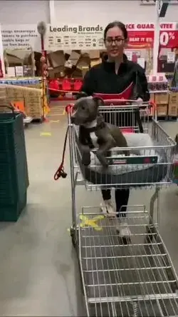 Cute video pitbull puppy