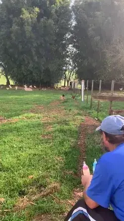 Two hungry little lambs are very ready for breakfast time!