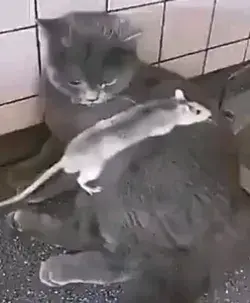 Tom and Jerry