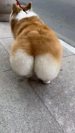 Corgi.