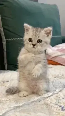 cute kitten