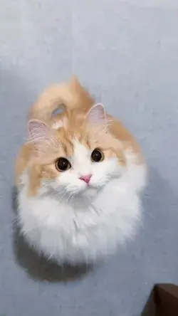 Cute cat