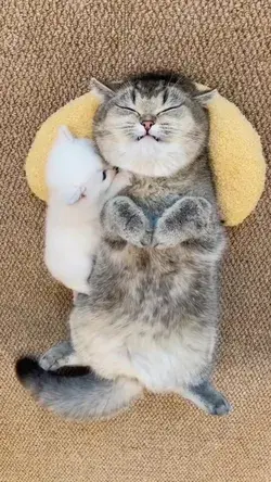 soo cute cat and kitty 😍😘🥰