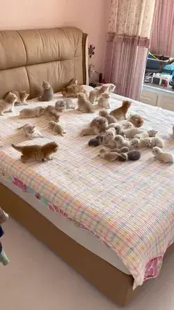 That's a whole lot of cuddly cuteness