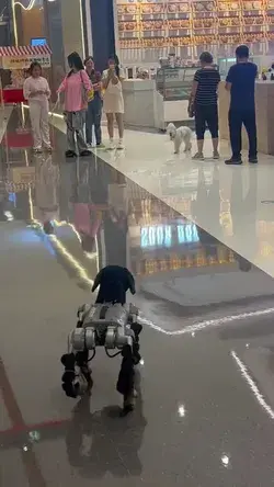 Do you want to adopt a robot dog?