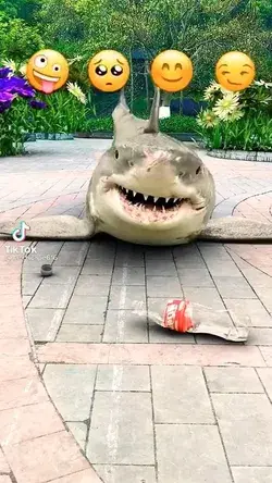 Shark chanlegge