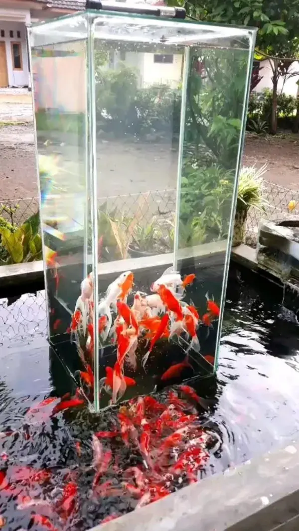 Wow Beautiful fishes