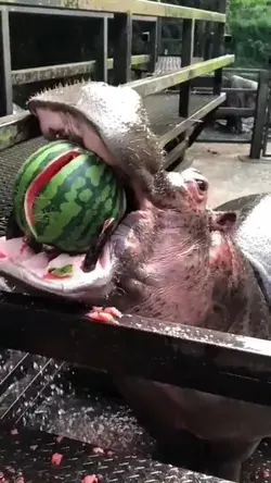 Have you ever seen a hippo eat watermelon like this?