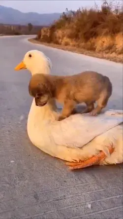 A puppy that likes to ride a big goose. They are good friends!