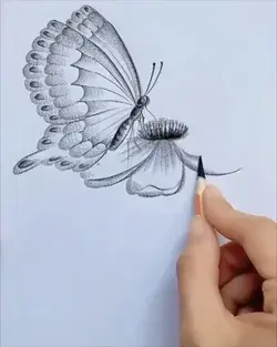 Beautiful Butterfly Pencil Drawing
