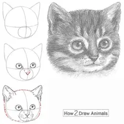 How to Draw a Kitten