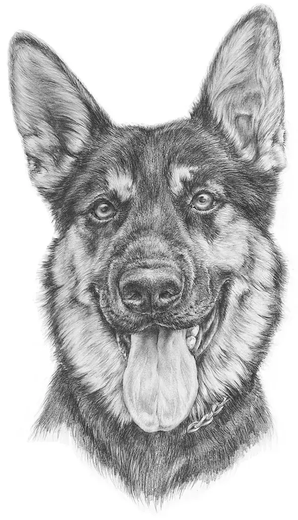 bestpetart.com