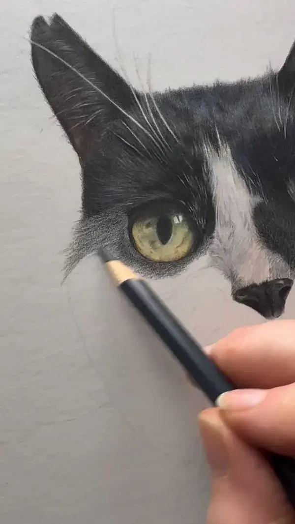 Black and White Cat | Artwork in Progress