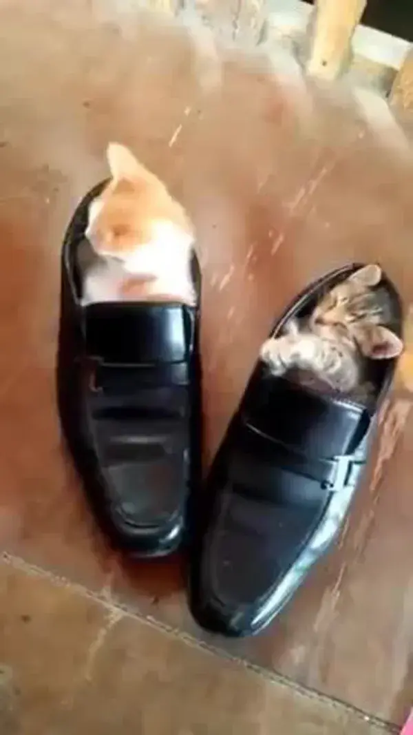 Perseverance pays off..CUTE KITTEN