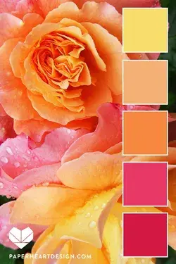 Pink Orange Yellow Roses Color Palette