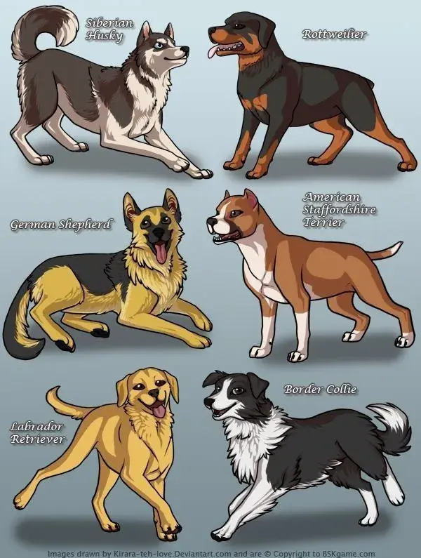 Understanding Dog Breeds - Explained Animated Infographic