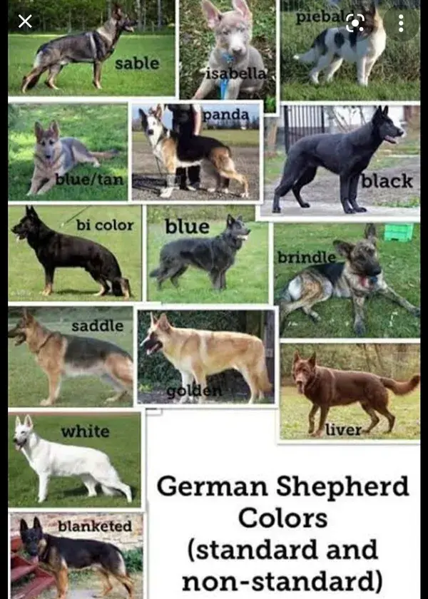 Different colours of German shepherd dog 🐕