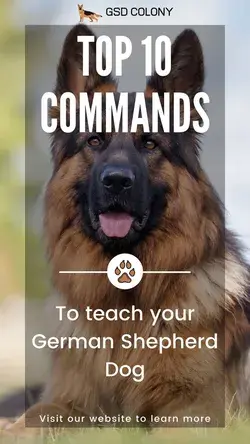 Top 10 commands to teach your German Shepherd dog!