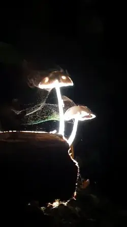 Mushrooms releasing spores, credits to Villareal C Jojo