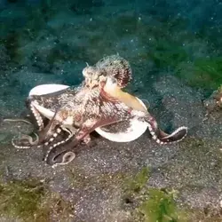 Кокосовый осьминог тащит ракушку