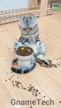 Hungry Cat Food