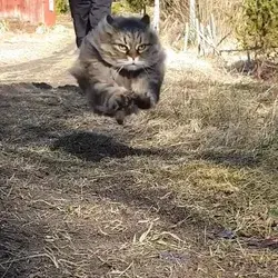 Chonky boosters ACTIVATED 