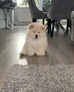 Cute Chow Chow Puppy is Curious