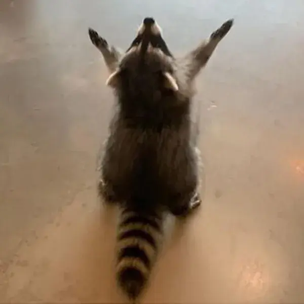 Raccoon in Action: Amazing Pictures of These Clever Critters - Animal Wallpaper Animal Tattoo Nature